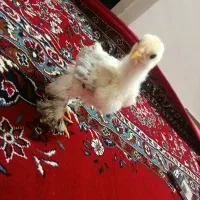 جوجه برهما لایت
