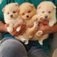 توله پشمالو