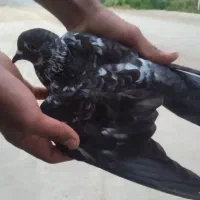 کبوتر|پرنده|خان ببین, |دیوار
