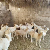 گوسفند زنده گیسه