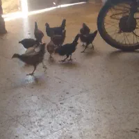 شوش عمله تیمور