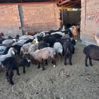 بره نر