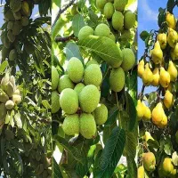 فروش-قطعه-های-خام-باغشهری-با-متراژ-متفاوت
