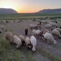 گوسفندوبره
