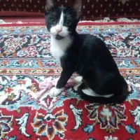 واگذاری گربه