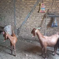 بز پاکستانی