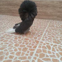 ماده سوپر شامپیون
