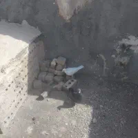 یک جفت کفتر نرو ماده به فروش می‌رسد