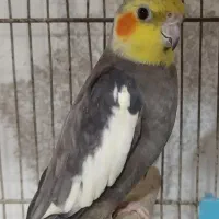 عروس هلندی نر