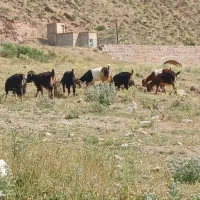 ۹ راس سه تاش نر شش تاش ماده