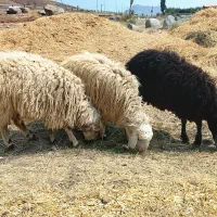 بره نر پرواری