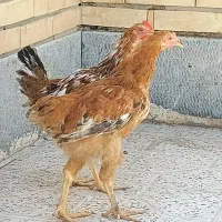 جوجه خروس ۴ ماهه