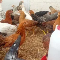 خریدوفروش مرغ وخروس وجوجه وحیوانات مزرعه