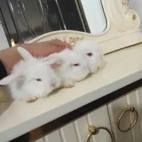 عروسک ناز واقعی بازیگوش