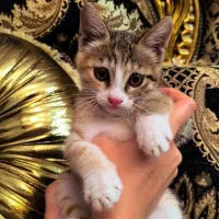 واگذاری بچه گربه‌ی کالیکو ۳ ماهه