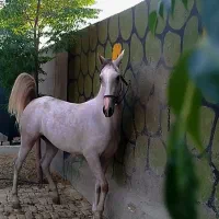 مادیان تازه سواری
