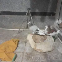 کفتر معاوضه با سهره