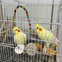 دوتا عروس هلندی زعفرونی دستی