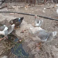 ۲تا اردک ۴تاجوجه غاز معمولی