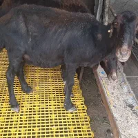 گوسفند ماده ، بره
