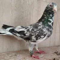 کفتر