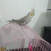 عروس هلندی ماده