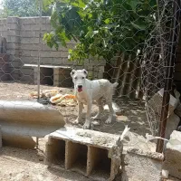 سگ البای