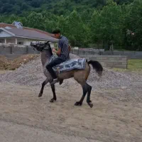 اسب|اسب و تجهیزات اسبسواری|گوراب زرمیخ, |دیوار