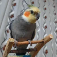 عروس هلندی