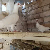 کفتر..معاوضه با قناری