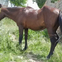 اسب|اسب و تجهیزات اسب‌سواری|بجنورد, |دیوار
