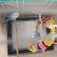یک جفت مرغ عشق