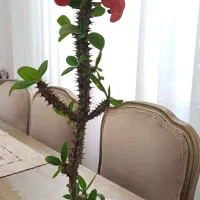گل و گیاه