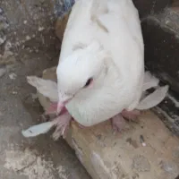 کبوتر