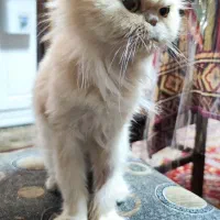 واگذاری گربه پرشین