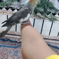 پرنده عروس هلندی