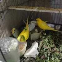 مرغ عشق و جوجه مرغ عشق