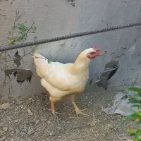 مرغ تخم گذار