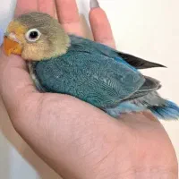 جوجه کوتوله سرلاکی