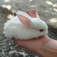 بچه خرگوش
