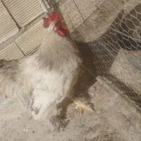 خروس برهما