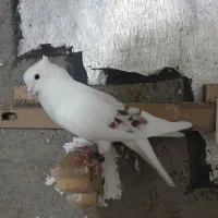 شوسیا کمخال
