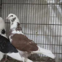 کفتر|پرنده|کاشان, خرمدشت|دیوار