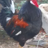 خروس