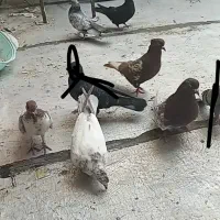 کبوتر