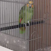 طوطی آمازون