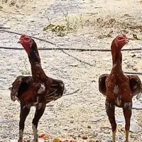 دو عدد خروس لاری