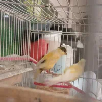 قناری نژاد