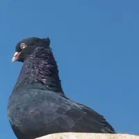 زاغ|پرنده|بروجرد, |دیوار