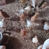 جوجه مرغ 3ماهه